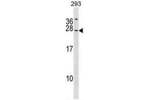 SYNGR2 Antibody (N-term) western blot analysis in 293 cell line lysates (35µg/lane). (SYNGR2 抗体  (N-Term))