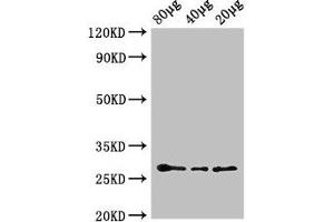 Western Blot Positive WB detected in: Arabidopsis thaliana lysate at 80 μg, 40 μg, 20 μg All lanes: APX2 antibody, HRP conjugated at 0. (L-Ascorbate Peroxidase 2 (APX2) (AA 4-250) 抗体 (HRP))