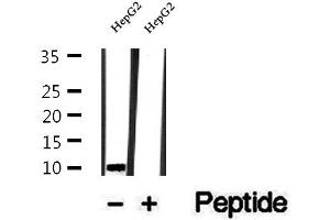 Western blot analysis of extracts of HepG2 cells, using UQCRQ antibody. (UQCRQ 抗体  (Internal Region))