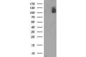 Western Blotting (WB) image for anti-phosphodiesterase 2A, CGMP-Stimulated (PDE2A) antibody (ABIN1500076) (PDE2A 抗体)