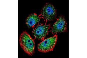 Confocal immunofluorescent analysis of SPECC1 Antibody (Center) (ABIN656081 and ABIN2845427) with U-251MG cell followed by Alexa Fluor 488-conjugated goat anti-rabbit lgG (green).
