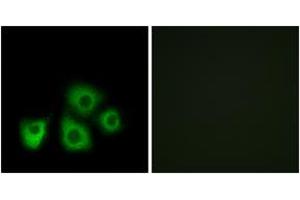 Immunofluorescence analysis of MCF7 cells, using OR5M1/5M10 Antibody. (OR5M1/5M10 抗体  (AA 230-279))