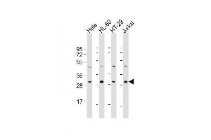 All lanes : Anti-COPS7B Antibody (N-Term) at 1:2000 dilution Lane 1: Hela whole cell lysate Lane 2: HL-60 whole cell lysate Lane 3: HT-29 whole cell lysate Lane 4: Jurkat whole cell lysate Lysates/proteins at 20 μg per lane. (COPS7B 抗体  (AA 61-95))