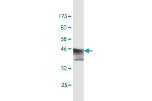 Western Blot detection against Immunogen (47. (HMGB2 抗体  (AA 1-195))