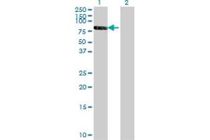 Retinoid X Receptor beta 抗体  (AA 161-260)