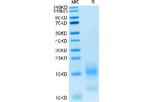 FITC-Labeled Human BCMA on Tris-Bis PAGE under reduced condition.