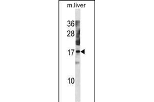 NXT1 Antibody (C-term) (ABIN1881591 and ABIN2838761) western blot analysis in mouse liver tissue lysates (35 μg/lane). (NXT1 抗体  (C-Term))