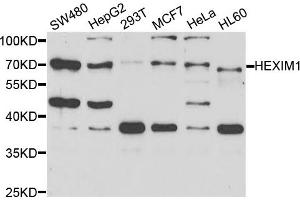 Western blot analysis of extracts of various cell lines, using HEXIM1 antibody (ABIN5973397) at 1/1000 dilution. (HEXIM1 抗体)