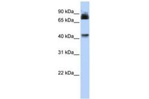 Image no. 1 for anti-Purinergic Receptor P2X, Ligand Gated Ion Channel 2 (P2RX2) (AA 36-85) antibody (ABIN6742574)