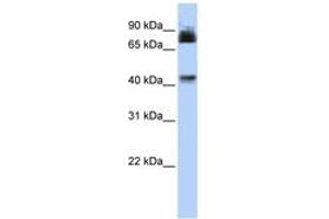 Image no. 1 for anti-Purinergic Receptor P2X, Ligand Gated Ion Channel 2 (P2RX2) (AA 36-85) antibody (ABIN6742574) (P2RX2 抗体  (AA 36-85))