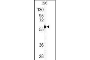 Western blot analysis of anti-P11 Antibody (C-term) (ABIN390135 and ABIN2840639) in 293 cell line lysates (35 μg/lane). (MMP11 抗体  (C-Term))