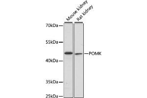 Western blot analysis of extracts of various cell lines, using POMK antibody (ABIN7269648) at 1:1000 dilution. (SGK196 抗体  (AA 1-350))