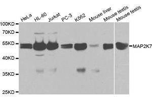 Western blot analysis of extracts of various cell lines, using MAP2K7 antibody (ABIN5971212) at 1/1000 dilution. (MAP2K7 抗体)