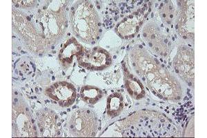 Image no. 1 for anti-RAB21, Member RAS Oncogene Family (RAB21) antibody (ABIN1500541) (RAB21 抗体)