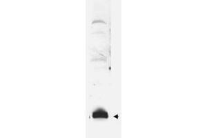Image no. 1 for anti-Small Ubiquitin Related Modifier Protein 1 (SUMO1) antibody (ABIN297724) (SUMO1 抗体)