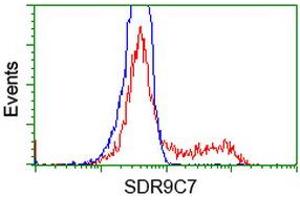 Flow Cytometry (FACS) image for anti-Short Chain Dehydrogenase/reductase Family 9C, Member 7 (SDR9C7) antibody (ABIN1500844) (SDR9C7 抗体)