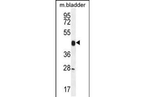 Western blot analysis in mouse bladder tissue lysates (35ug/lane). (Cyclin Y 抗体  (AA 140-169))
