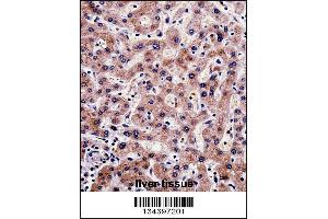 SHMT1 Antibody immunohistochemistry analysis in formalin fixed and paraffin embedded human liver tissue followed by peroxidase conjugation of the secondary antibody and DAB staining. (SHMT1 抗体  (N-Term))