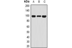 Western blot analysis of VAP-1 expression in mouse kidney (A), mouse liver (B), mouse heart (C) whole cell lysates.