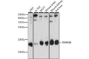 Western blot analysis of extracts of various cell lines, using TIMM8B antibody (ABIN7270928) at 1:1000 dilution. (TIMM8B 抗体  (AA 16-98))