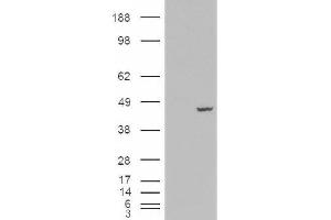Image no. 2 for anti-Poly(rC) Binding Protein 4 (PCBP4) (C-Term) antibody (ABIN375114) (PCBP4 抗体  (C-Term))