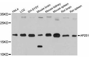 Western blot analysis of extracts of various cell lines, using AP2S1 antibody (ABIN6291767) at 1:3000 dilution. (AP2S1 抗体)
