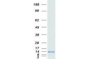 Western Blotting (WB) image for Glutaredoxin 1 (GRX1) (Transcript Variant 1) protein (Myc-DYKDDDDK Tag) (ABIN2722015)