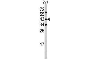 Western blot analysis of SETD8 antibody (Center) in 293 cell line lysates (35ug/lane).