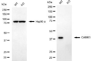 Western blotting analysis using CAMK1 antibody (ABIN7797831). (Recombinant CAMK1 抗体)