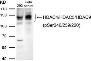 Western blot analysis of extracts from 293 cells and Hela cells treated with serum using HDAC4/HDAC5/HDAC9 (phospho-Ser246/259/220) Antibody. (HDAC4/HDAC5/HDAC9 抗体  (pSer220, pSer246, pSer259))