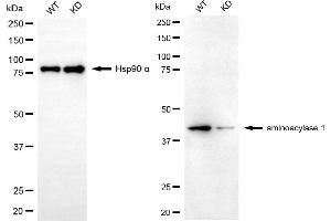 Western blotting analysis using aminoacylase 1 antibody (ABIN7797588). (Aminoacylase 1 抗体)