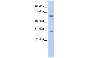 PRRC1 antibody used at 1 ug/ml to detect target protein. (PRRC1 抗体  (Middle Region))
