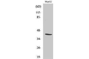 Western Blotting (WB) image for anti-Nuclear Transcription Factor Y, alpha (NFYA) (C-Term) antibody (ABIN3180204) (NFYA 抗体  (C-Term))