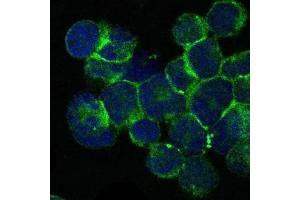 Immunofluorescence analysis of Jurkat cells using ITK mouse mAb (green).