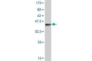 Western Blotting (WB) image for anti-Colony Stimulating Factor 1 Receptor (CSF1R) (AA 21-120) antibody (ABIN514658)