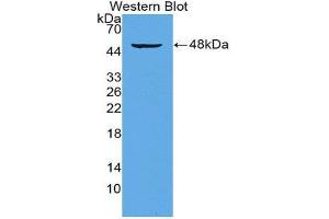 Western Blotting (WB) image for anti-CD28 (CD28) (AA 33-174) antibody (ABIN2118849) (CD28 抗体  (AA 33-174))