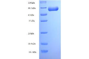 SDS-PAGE (SDS) image for Actin-Like 7A (ACTL7A) (AA 1-435), (full length) protein (His-SUMO Tag) (ABIN5712003)