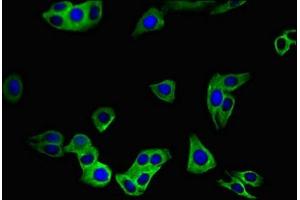 Immunofluorescence (IF) image for anti-Solute Carrier Family 52 (Riboflavin Transporter), Member 3 (SLC52A3) (AA 159-220) antibody (ABIN7170279)