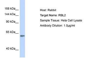Host: Rabbit Target Name: RBL2 Sample Type: Hela Whole Cell lysates Antibody Dilution: 1. (p130 抗体  (C-Term))