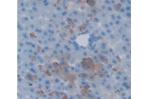 IHC-P analysis of Rat Tissue, with DAB staining. (MBL2 抗体  (AA 19-244))