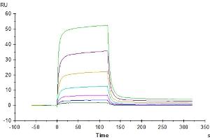 Surface Plasmon Resonance (SPR) image for Programmed Cell Death 1 (PDCD1) (AA 25-167) protein (Fc Tag) (ABIN7275419)