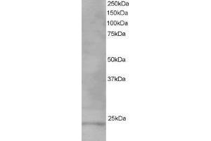 ABIN2560743 staining (1µg/ml) of Human Testis lysate (RIPA buffer, 35µg total protein per lane). (VPS28 抗体  (C-Term))