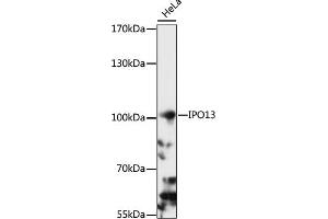 Western blot analysis of extracts of HeLa cells, using IPO13 antibody (ABIN7267855) at 1:1000 dilution. (IPO13 抗体  (AA 764-963))