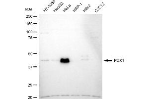 Western blotting analysis using PDX1 antibody (ABIN7799731). (Recombinant PDX1 抗体)