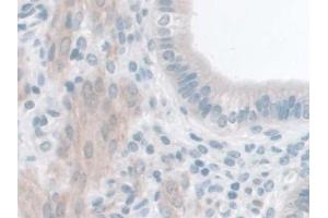 Immunohistochemistry (IHC) image for anti-Glucagon-Like Peptide 1 Receptor (GLP1R) (AA 25-145) antibody (ABIN7435535)
