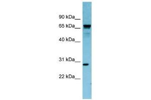 RASL12 antibody used at 1 ug/ml to detect target protein. (RASL12 抗体  (N-Term))