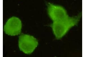 Immunocytochemistry stain of Hela using MECT1 / Torc1 mouse mAb (1:300). (CRTC1 抗体)