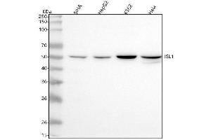 Western blot analysis of Islet 1/ISL1 using anti-Islet 1/ISL1 antibody (ABIN7599791).
