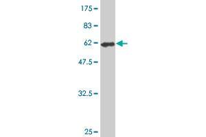 Western Blot detection against Immunogen (61. (FVT1 抗体  (AA 12-332))