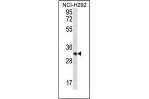 Western blot analysis of OR51L1 Antibody (N-term) in NCI-H292 cell line lysates (35ug/lane). (OR51L1 抗体  (N-Term))